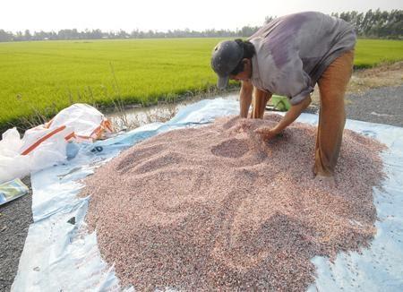 Phương pháp trộn phân đơn thành phân hỗn hợp (NPK)?