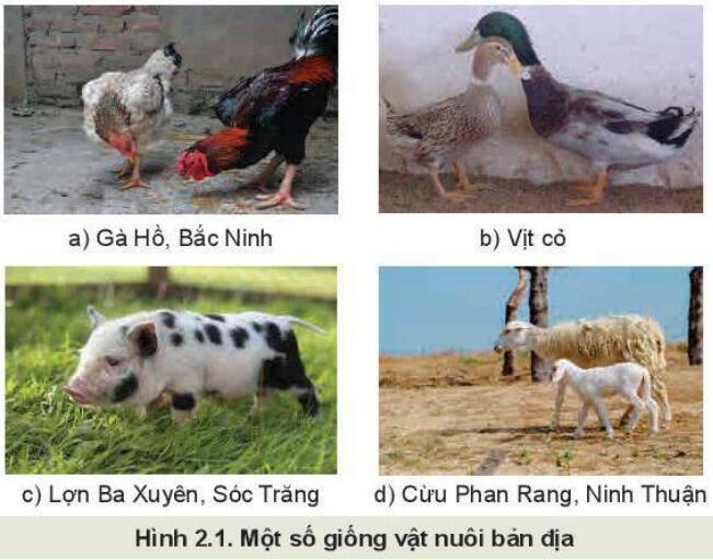 Lý thuyết Công nghệ 11 Bài 2 (Kết nối tri thức): Vật nuôi và phương thức chăn nuôi