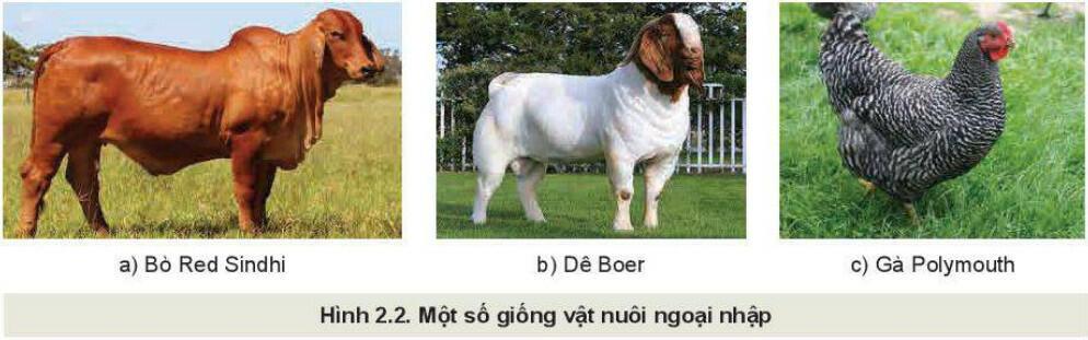 Vật nuôi ngoại nhập