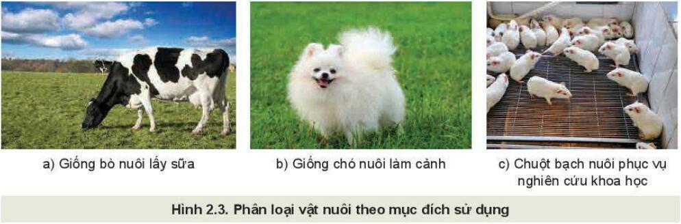 Phân loại vật nuôi theo đặc tính sinh vật học