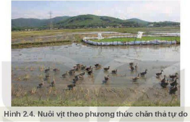 Chăn thả tự do