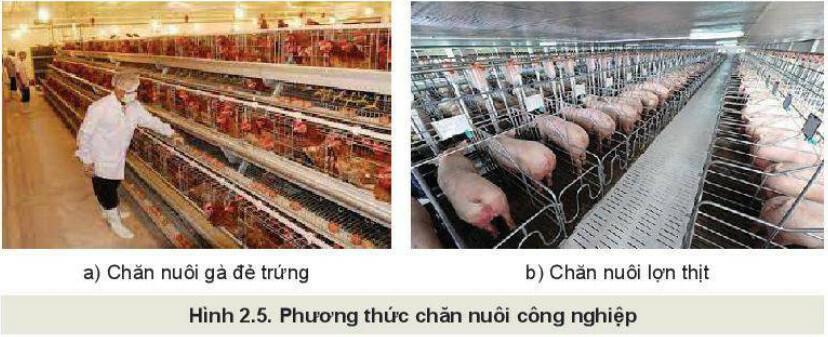 Chăn nuôi công nghiệp