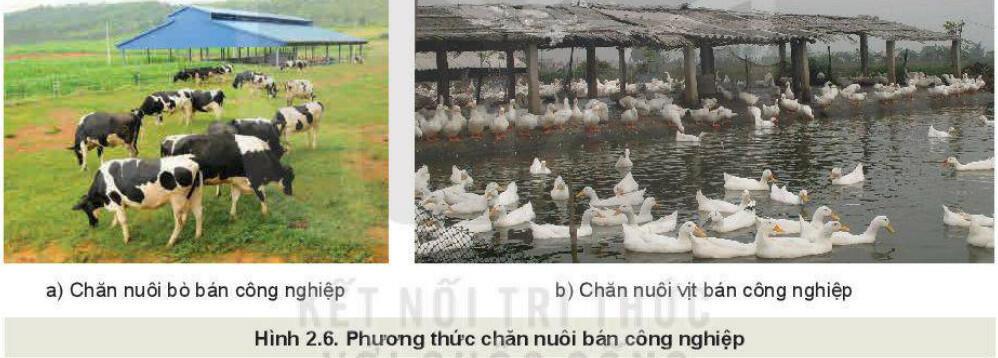 Chăn nuôi bán công nghiệp