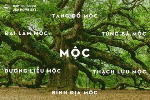 PHONG THỦY MỆNH MỘC HỢP MÀU GÌ?