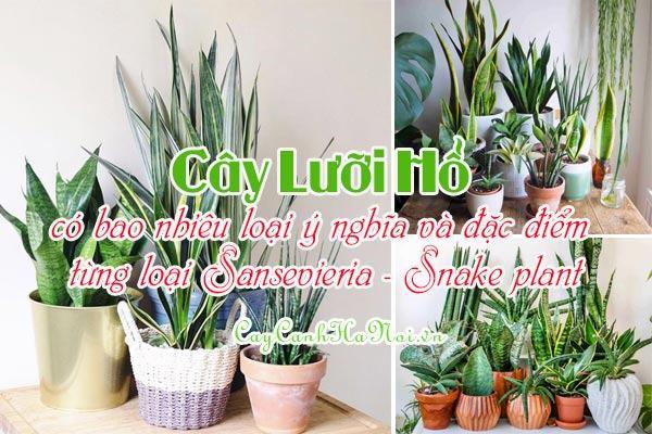 Cây Lưỡi Hổ: Phân Loại, Đặc Điểm của Từng Loại Sansevieria – Snake plant