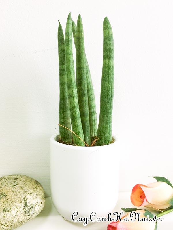 Cây Sansevieria Trifasciata Cylindrica