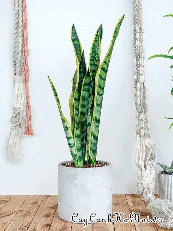 Cây Sansevieria Trifasciata Laurentii