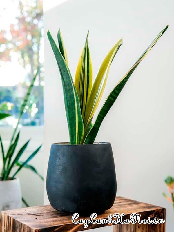 Cây Sansevieria trifasciata Golden Flame - Snake Plant