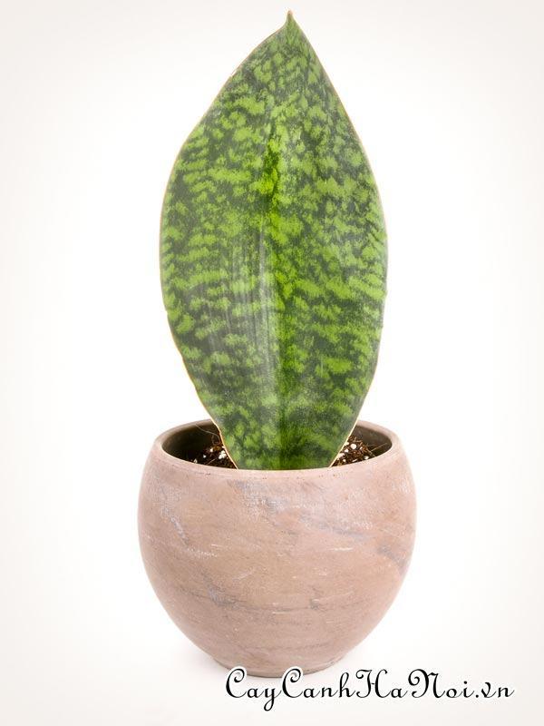 Cây Sansevieria masoniana “Whale Fin”