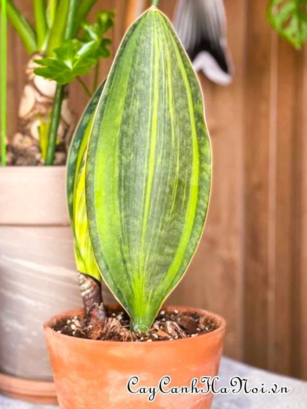 Cây Sansevieria Masoniana Variegata