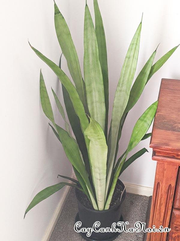 Cây Sansevieria trifasciata Silver Queen