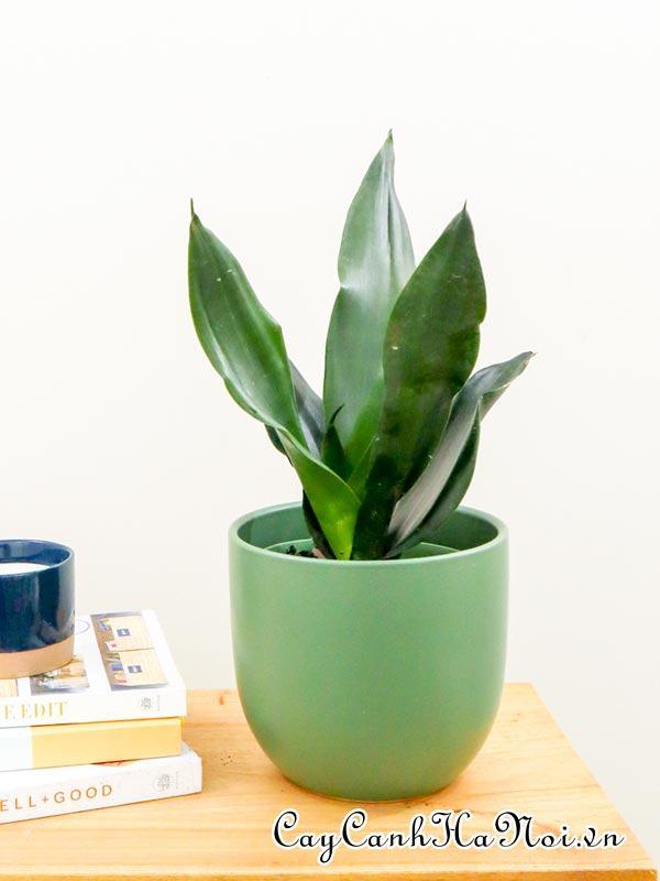 Cây Sansevieria Trifasciata Black Dragon