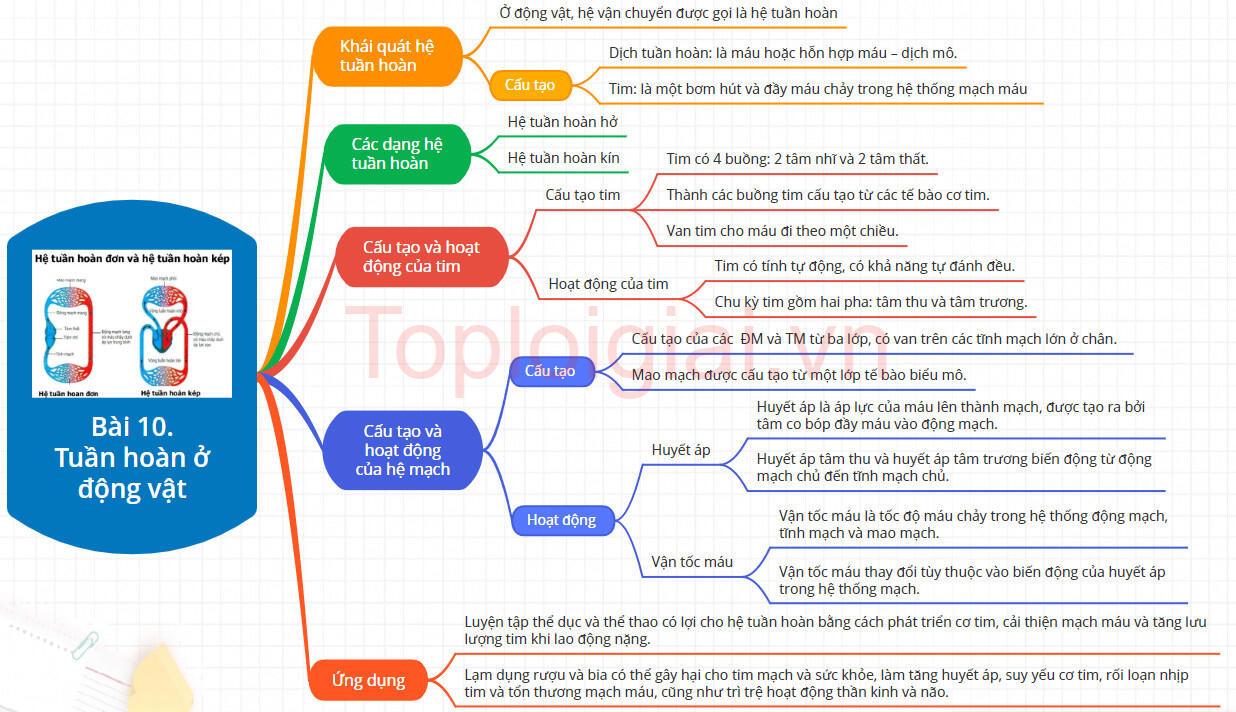 Lý thuyết Sinh học 11 Bài 10 (Kết nối tri thức): Tuần hoàn ở động vật