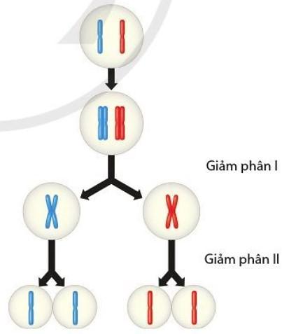 Sinh học 10 Cánh diều Bài 14: Giảm phân