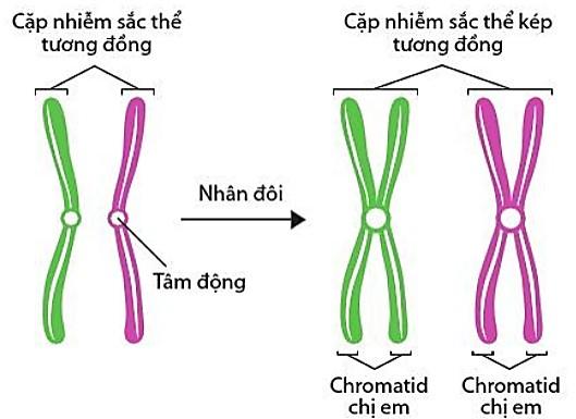 Hình 14.2. Sự nhân đôi nhiễm sắc thể trước giảm phân 1