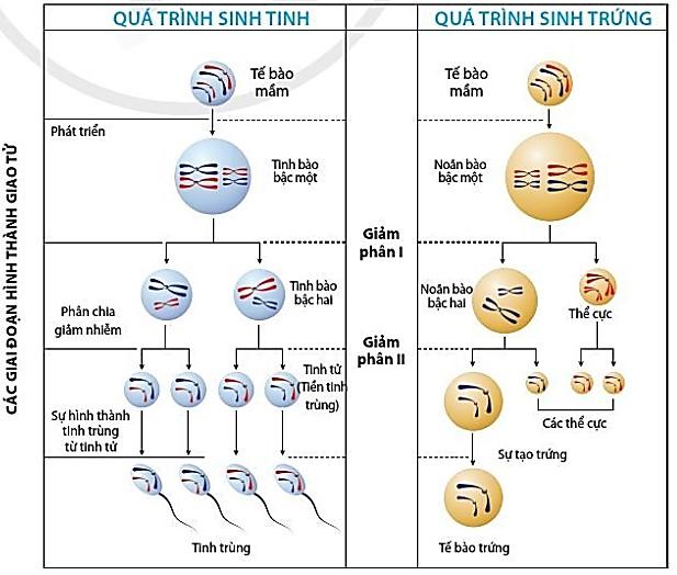 Hình 14.4. Sơ đồ quá trình phát sinh giao tử ở động vật