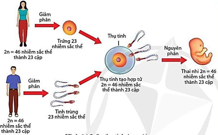 Hình 14.5. Sự thụ tinh ở người