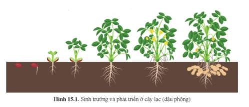 Sinh học 11 Cánh diều Bài 15: Khái quát về sinh trưởng và phát triển ở sinh vật (Giải, Sơ đồ tư duy, Trắc nghiệm)