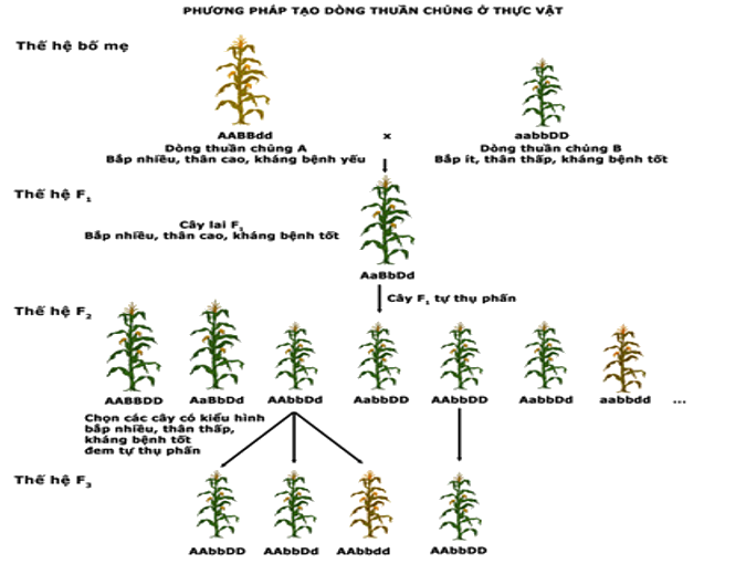Lý thuyết Sinh học 12 Bài 18: Chọn giống vật nuôi và cây trồng dựa trên nguồn biến dị tổ hợp