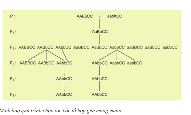 Chọn giống vật nuôi và cây trồng dựa trên nguồn biến dị tổ hợp Sinh học 12