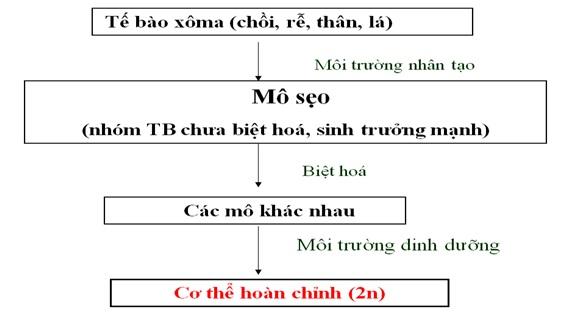 Quy trình tạo giống bằng biện pháp nuôi cấy hạt phấn