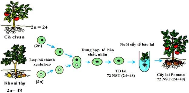 Sơ đồ tạo cây lai pomato