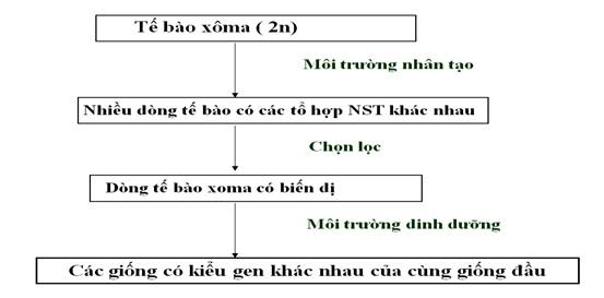 Quy trình tạo giống mới từ chọn dòng tế bào xô ma có biến dị