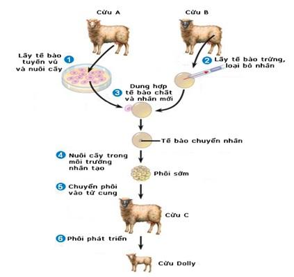 Nhân bảo vô tính ở động vật