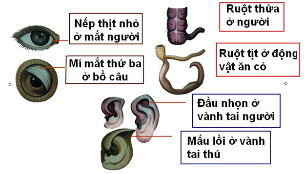 Lý thuyết Sinh học 12 Bài 24: Các bằng chứng tiến hóa