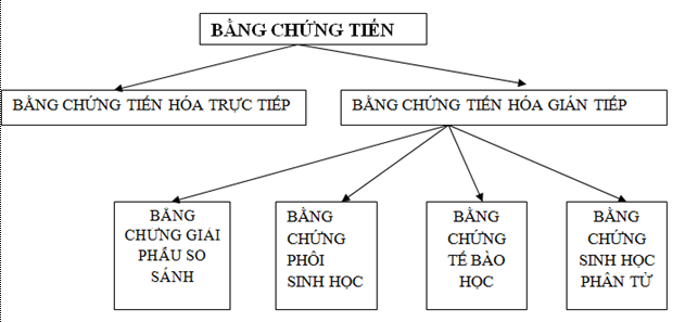 Lý thuyết Sinh học 12 Bài 24: Các bằng chứng tiến hóa