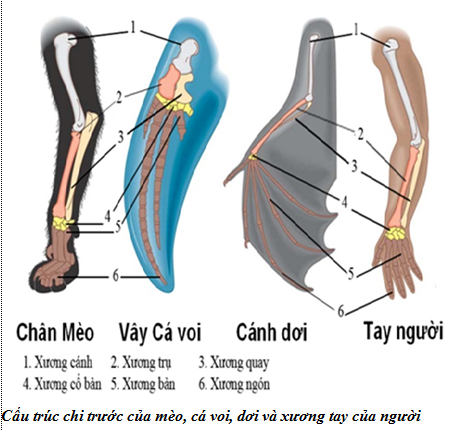 Lý thuyết Sinh học 12 Bài 24: Các bằng chứng tiến hóa