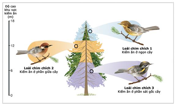 Sinh học 12 Bài 35: Môi trường sống và các nhân tố sinh thái