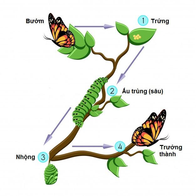 Phát triển qua biến thái hoàn toàn ở bướm