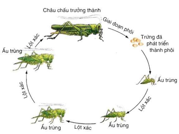 Lý thuyết Sinh học 11 Bài 37 (mới 2023 + Bài Tập): Sinh trưởng và phát triển ở động vật