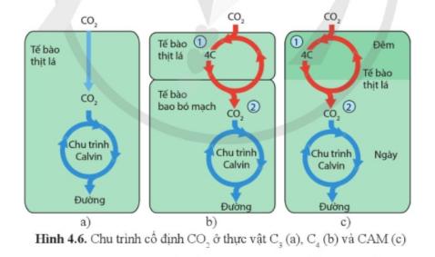 Lý thuyết Sinh học 11 Bài 4 (Cánh diều): Quang hợp ở thực vật