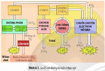 Lý thuyết Sinh học 11 Bài 6 (Chân trời sáng tạo): Hô hấp ở thực vật