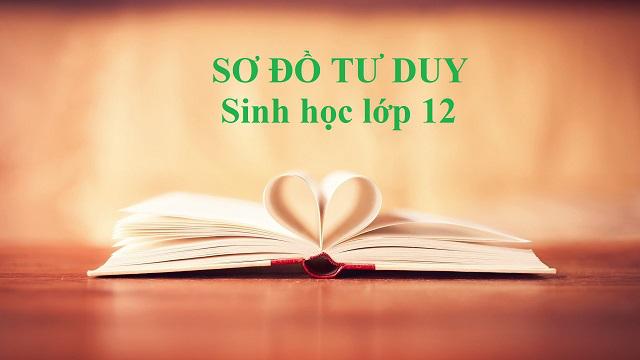 Tổng hợp 15 sơ đồ tư duy môn Sinh học lớp 12 cực chất – Phần 2