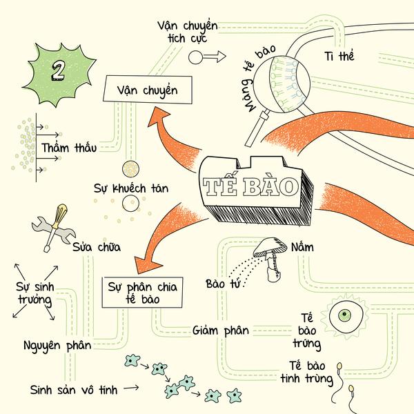 MIND MAPS BIOLOGY - SƠ ĐỒ TƯ DUY SINH HỌC