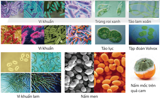 Vi sinh vật tự dưỡng và vi sinh vật dị dưỡng