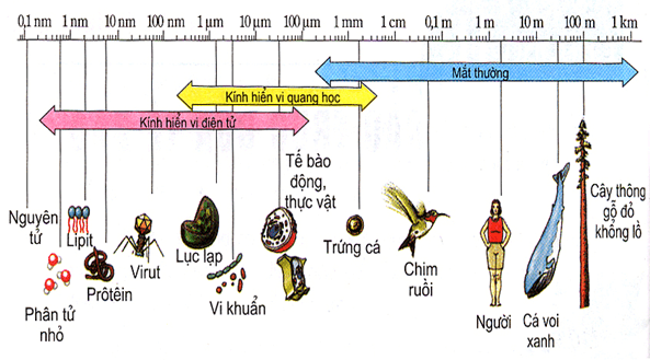 Lý thuyết Sinh học 10 Bài 22