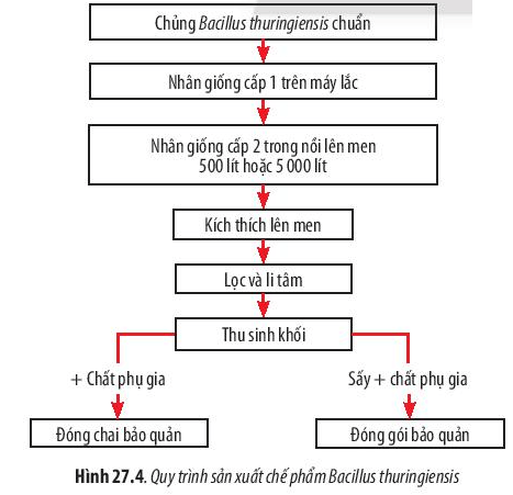 Quy trình sản xuất chế phẩm Bacillus thuringiensis