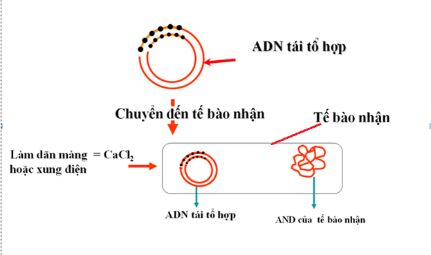 Tế bào