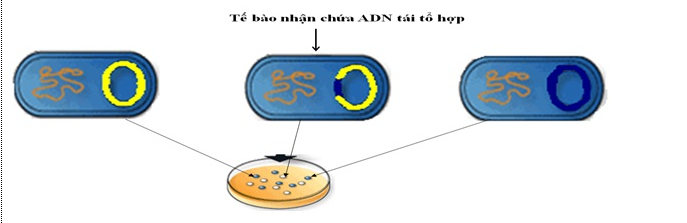 Phân lập