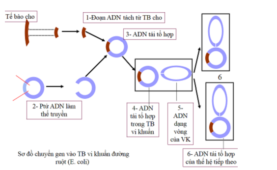 ADN