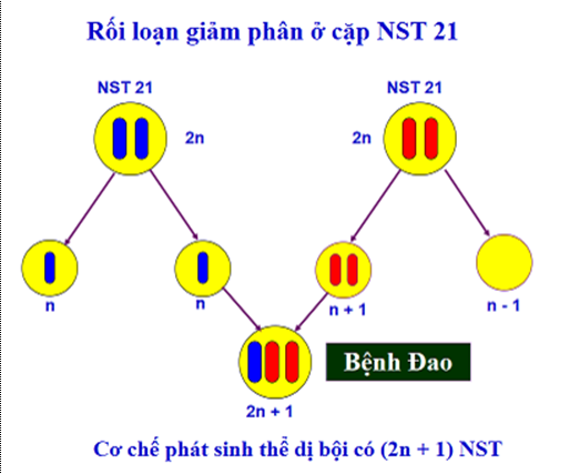 Di truyền y học Sinh học 12