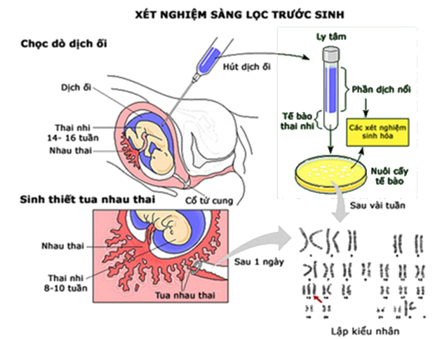 Bảo vệ vốn gen của loài người và một số vấn đề xã hội của di truyền học