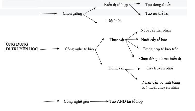 Sơ đồ tư duy ứng dụng di truyền học