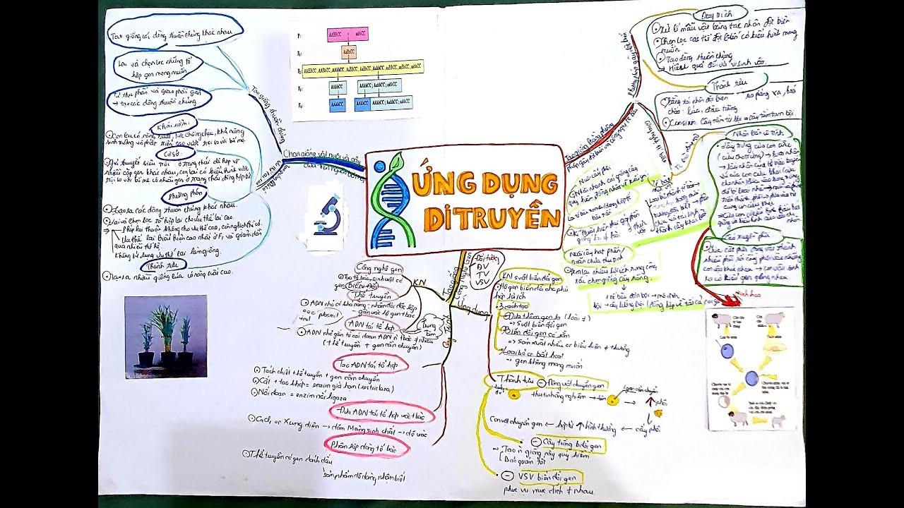 Sơ đồ tư duy ứng dụng di truyền học