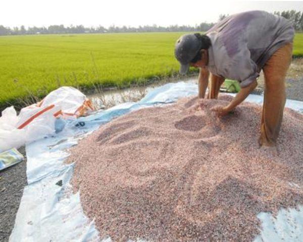 công thức trộn phân đơn thành NPK