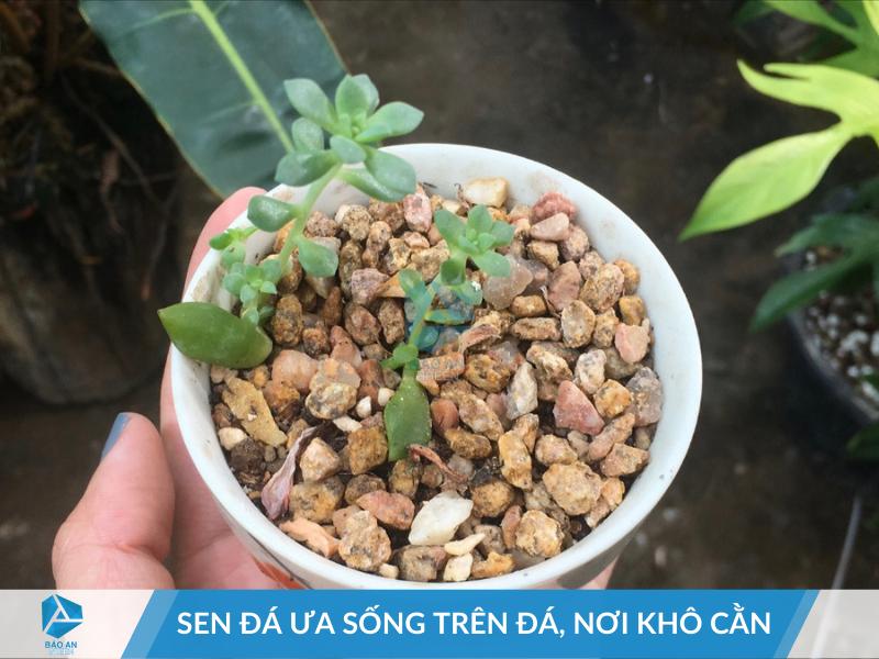 Ứng dụng Nông nghiệp – Chăn nuôi